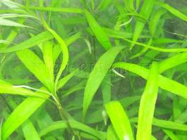 Akváriumi növények - Hygrophila longifolia